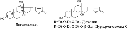 Digitalis-purpurea-3
