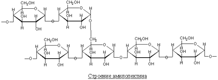 Амилопектин.jpg